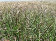 Purple Moor-grass (Molinia caerulea)