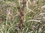 Purple Moor-grass (Molinia caerulea)