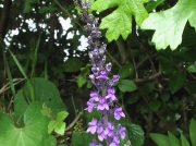 Purple Toadflax (Linaria purpurea)
