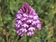 Pyramidal Orchid (Anacamptis pyramidalis)