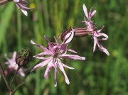 Ragged-Robin
