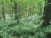 Ramsons or Wild Garlic (Allium ursinum)