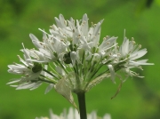Ramsons or Wild Garlic (Allium ursinum)