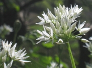 Ramsons or Wild Garlic (Allium ursinum)