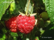 Raspberry (Rubus idaeus) fruit