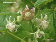 Raspberry (Rubus idaeus)