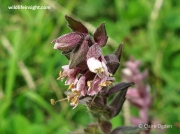 Red Bartsia (Odonites vernus)