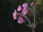 Red Campion (Silene dioica)