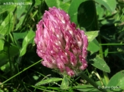 Red Clover (Trifolium pratense)