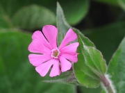 Red Campion (Silene dioica)