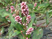Redshank (Persicaria maculosa)