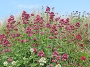 Red Valerian (Centranthus ruber)
