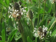 Ribwort Plantain (Plantago lanceolata)