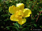 Rose-of-Sharon (Hypericum calycinum)