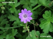Round-leaved Crane's-bill (Geranium rotundifolium)