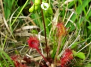 Round-leaved Sundew (Drosera rotundifolia)