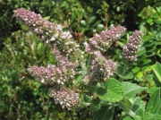 Round-leaved Mint (Mentha suaveolens)