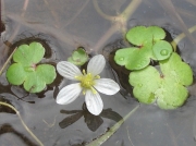 Round-leaved Crowfoot (Ranunculus omiophyllus)