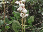 Round-leaved Wintergreen