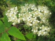 Rowan or Mountain Ash (Sorbus aucuparia)