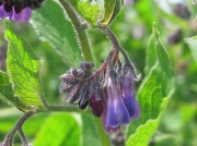 Russian Comfrey (Symphytum x uplandicum)