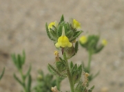 Sand Toadflax (Linaria arenaria)