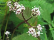 Sanicle (Sanicula europaea)