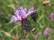 Saw-wort (Serratula tinctoria)