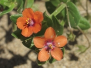 Scarlet Pimpernel (Anagallis arvensis)