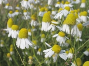 Scented Mayweed (Matricaria recutita)