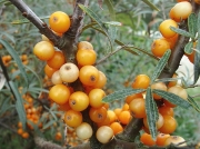 Sea-buckthorn