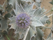 Sea-holly (Eryngium maritimum)