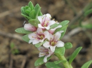 Sea-milkwort (Glaux maritima)