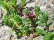 Sea-milkwort (Glaux maritima)