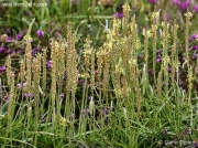 Sea Plantain (Plantago maritima)