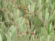 Sea-purslane