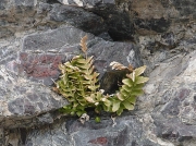 Sea Spleenwort (Asplenium marinum)