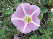 Sea Bindweed (Calystegia soldanella)