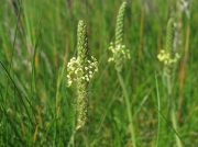 Sea Plantain (Plantago maritima)