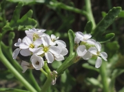 Sea Rocket (Cakile maritima)