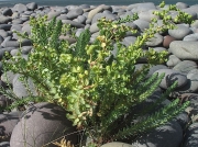 Sea Spurge (Euphorbia paralias)