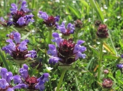 Selfheal (Prunella vulgaris)