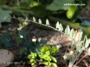 Sharp-leaved Fluellen (Kickxia elatine)