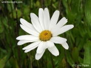 Shasta Daisy (Leucanthemum x superbum)