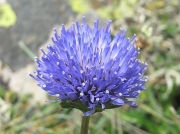 Sheep's-bit (Jasione montana)
