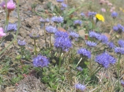 Sheep's-bit (Jasione montana)
