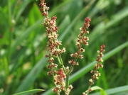 Sheep's Sorrel (Rumex acetosella)