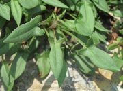 Sheep's Sorrel (Rumex acetosella) - leaf