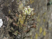 Shepherd's-purse (Capsella bursa-pastoris)