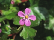 Shining Crane's-bill (Geranium lucidum)